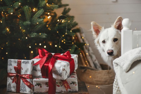 Get Gifts for Your Pets This December
