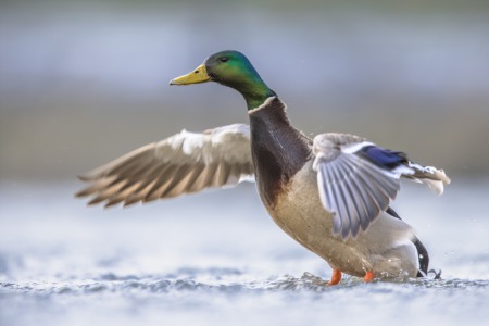 Feed the Ducks in Windsor Forest This April