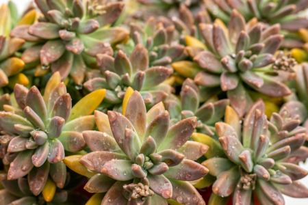 Learn How to Make a Succulent Centerpiece August 9