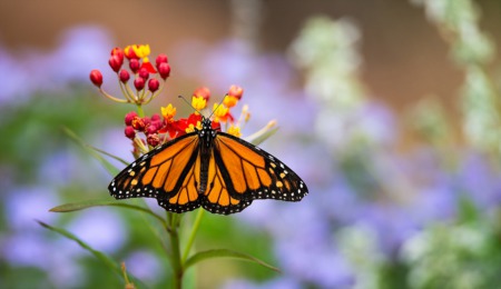Visit the Butterflies This August