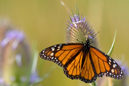 It's Time for Monarchs and Mimosas at the Zoo September 9