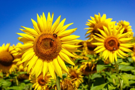 Go to the Sunflower and Corn Festival September 9 and 10