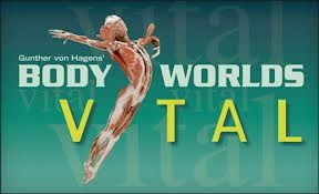 Body Worlds Vital Exhibit at the Kentucky Science Center