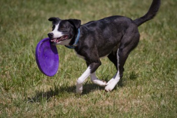 Jumpin' for Juleps Disc Dog Qualifier April 13th-14th