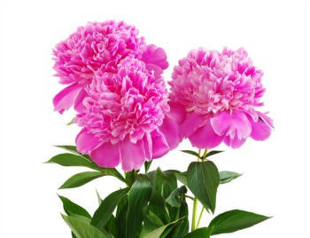Stop and Smell the Peonies at Whitehall Gardens on May 13th