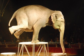 The Greatest Show on Earth at the KFC Yum! Center May 15th - 18th