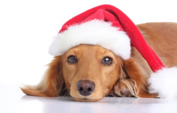 Send the Kids to Holiday Camp at the Kentucky Humane Society December 22