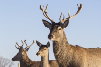 The Louisville Deer and Turkey Exposition Begins January 30