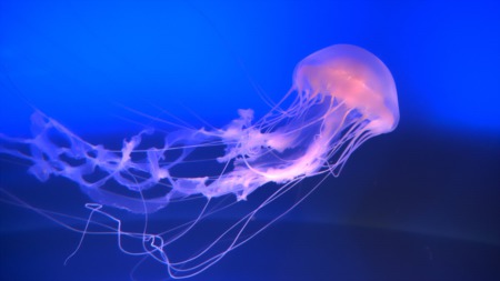 Treating And Avoiding Jellyfish Stings