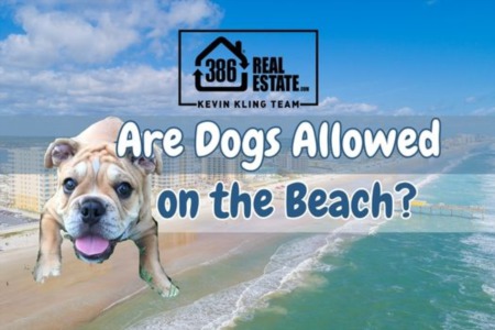 Are Dogs Allowed on the Beach? Central Florida Dog-Friendly Spots