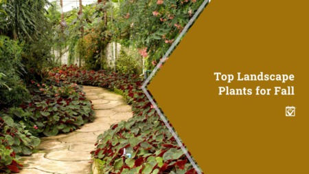 Top Landscape Plants for Fall