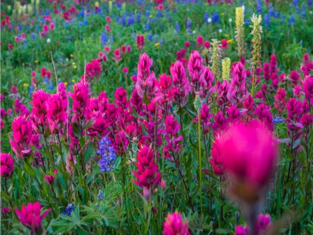 Southern Spring Gardening Tips