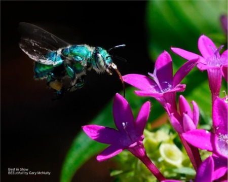 Selby Gardens Virtual 41st Annual Juried Photographic Exhibition