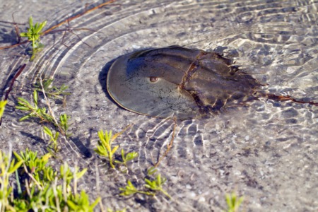 Spotted a Horseshoe Crab? Florida wildlife officials want to know