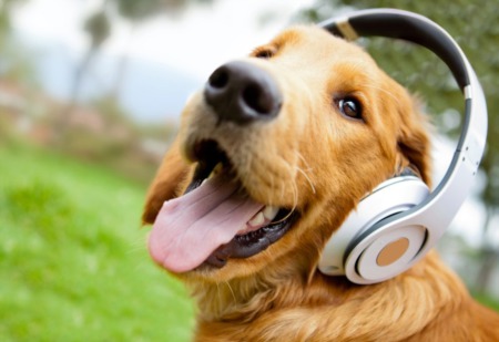 Guide To DMV Dog Parks