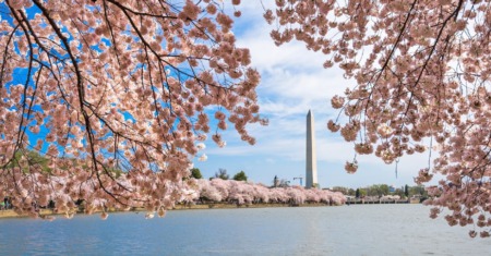 Best Places To See The Cherry Blossoms In The DC Metro Area