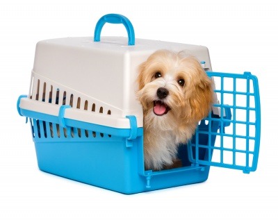 PCS with your Pets - Some tips to make it easier
