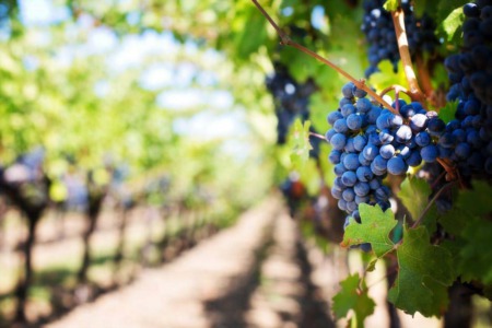 What to Do in Temecula: A Guide for New Residents