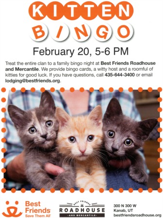 Kitten Bingo!