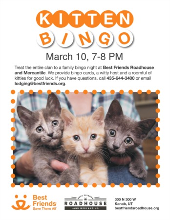 Kitten BINGO March 10 | 7-8PM