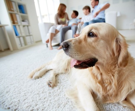 Create an Evacuation Plan for Your Pets 