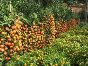 Encinitas considering planting fruit trees within the city