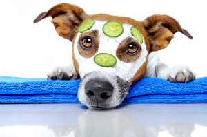 Dog Cancer Treatment – Saving lives at Carlsbad veterinary oncology hospital