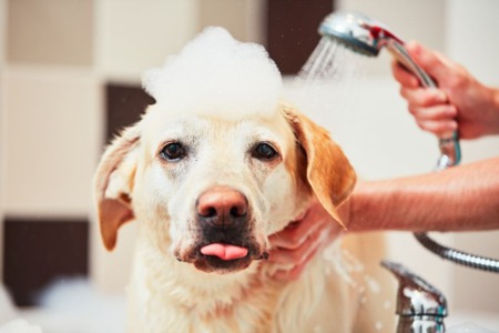 Chicago's New Construction Condo Buildings With The Best Dog-Friendly Amenities