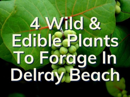 4 Edible Plants Growing Wild In Delray Beach