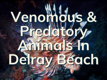 Delray Beach Wildlife | 5 Venomous and Predatory Animals In Delray Beach 