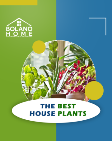 The Best House Plants 