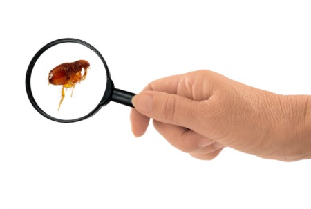 How to Identify, Mitigate, and Prevent a Flea Infestation
