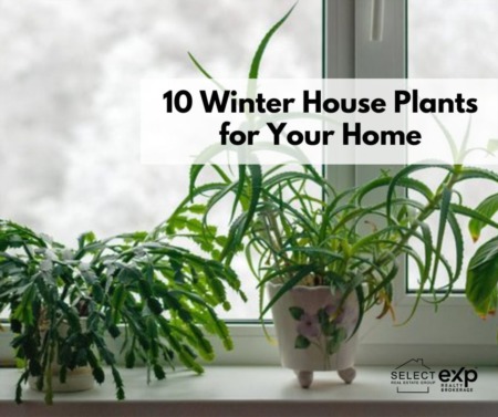10 Winter House Plants for Your Home