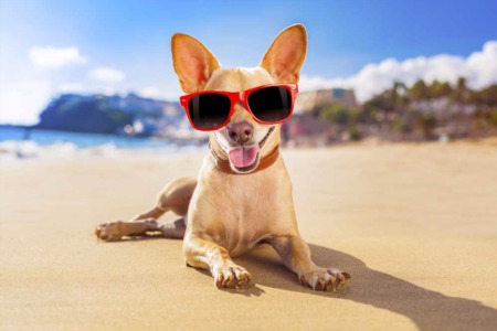 Two Bay Area Cities Make the list of Top 10 Most Dog Friendly Cities in the US