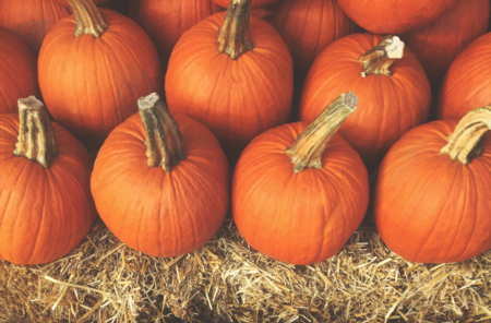 Tampa's Waterfront Pumpkin Patch Coming This Weekend