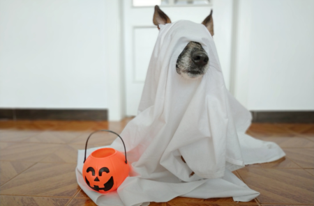 Bring Your Dog And Celebrate Howl-O-Ween At Sparkman Woof