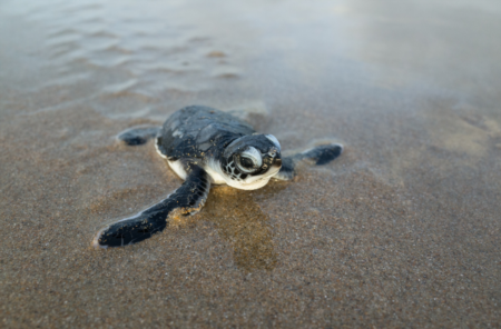 Green Sea Turtle Nests Found At Pinellas County Beaches