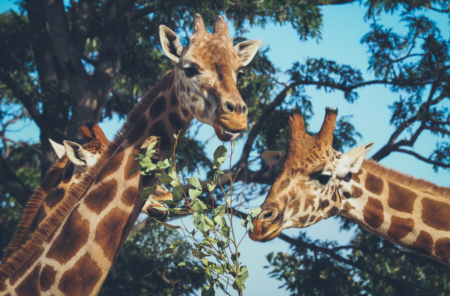 ZooTampa Debuts 'Music In The Wild' Events