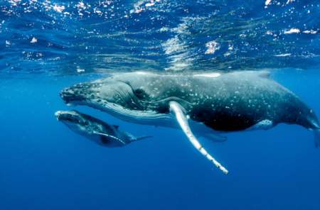 New Exhibit Coming To Clearwater Aquarium