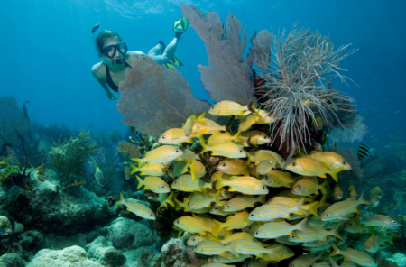 5 Snorkeling Tours In Florida That You Have To Experience This Summer!