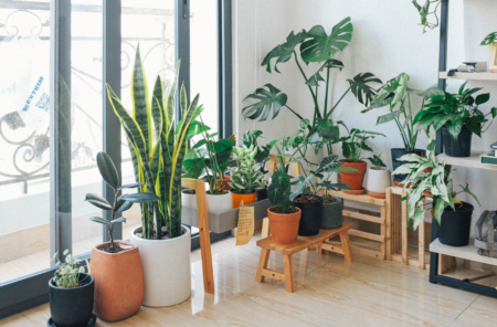 Indoor Plant Guide