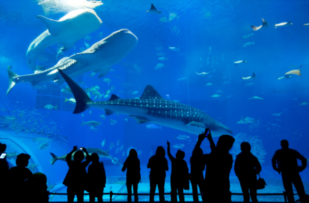 The Florida Aquarium adds New Attractions