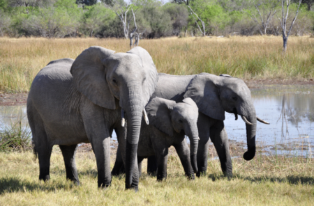 Painting with Elephants!