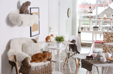 Tampa's First Cat Cafe Is Opening This August