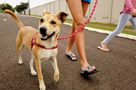 St Pete Named Most Dog-Friendly City in The US