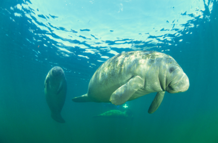 Florida Manatee Tour rated one of the Top Experiences in the World