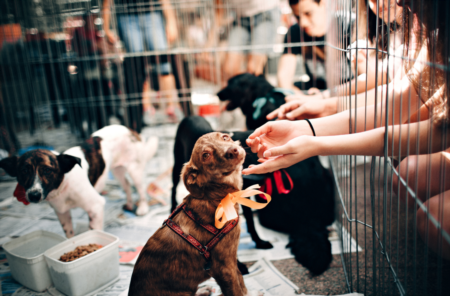 Tampa Bay SPCA Adoption Event this Weekend 