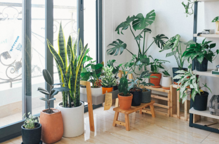 Easy to Care for House Plant Guide