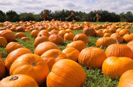 Seminole Heights Pumpkin Patch