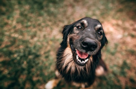 Hurricane Preparedness Guide for Pet Owners